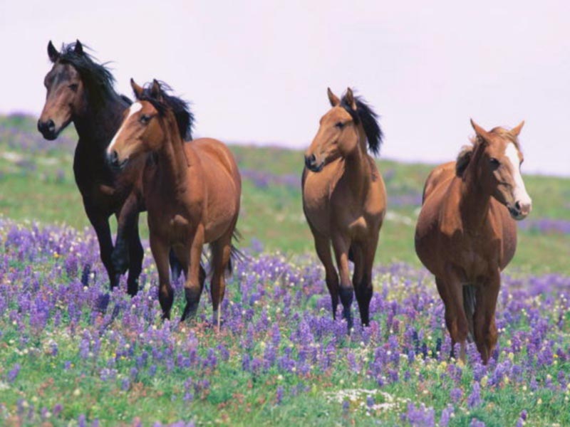 69219-field-flower-horses
