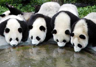 pandas drinking