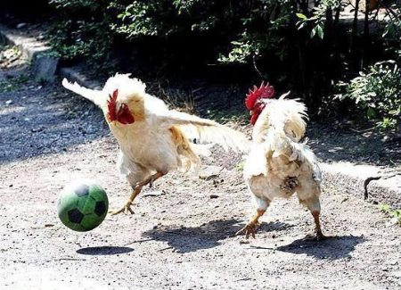 chicken_soccer