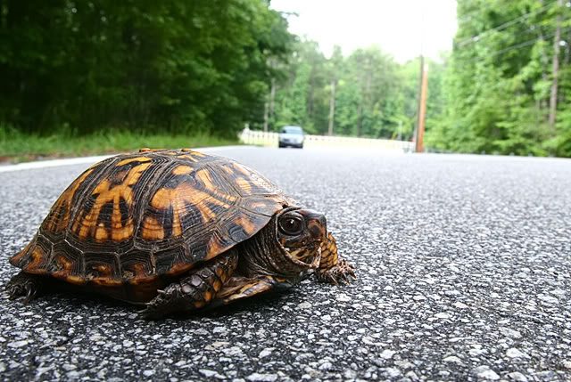 TurtleCrossingRoad