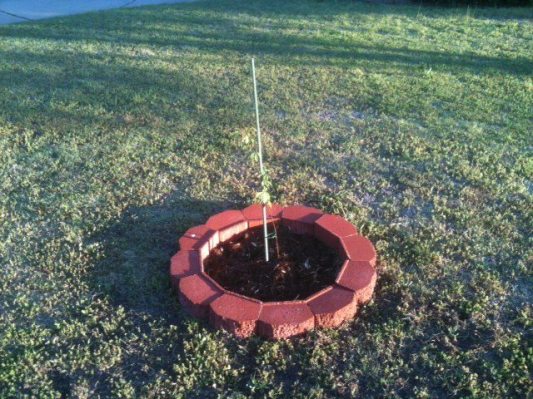 plant a tree