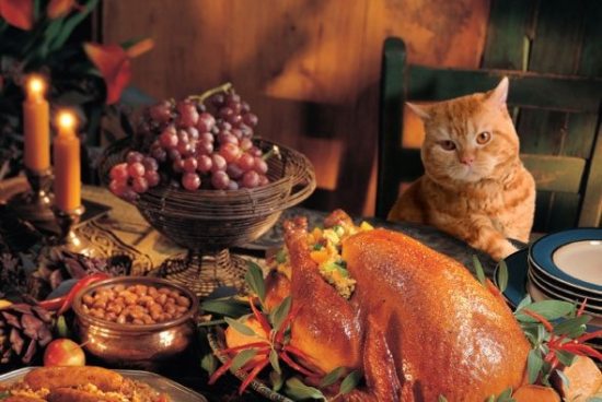 590x395_thanksgiving_cat