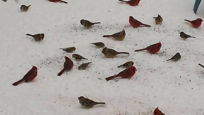 winter weather birds