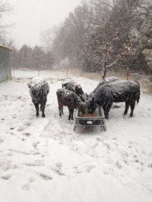 winter weather livestock
