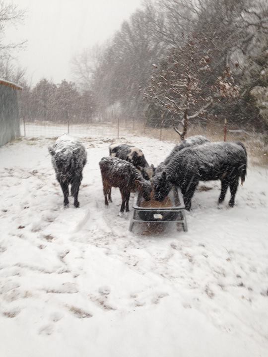 winter weather livestock