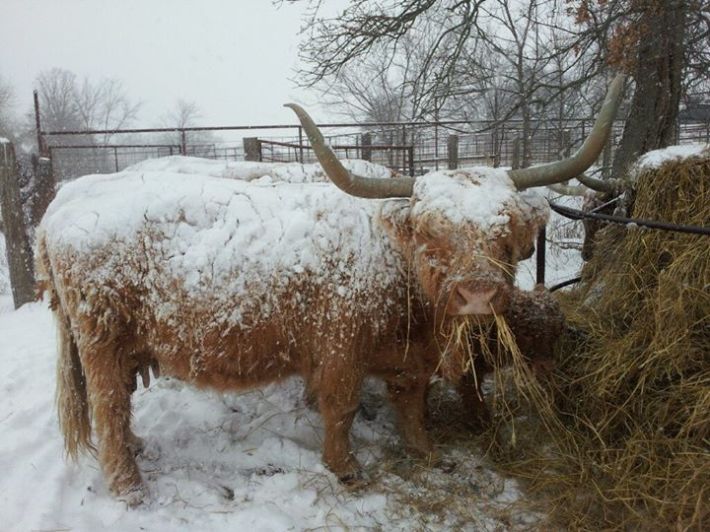 winter weather longhorn