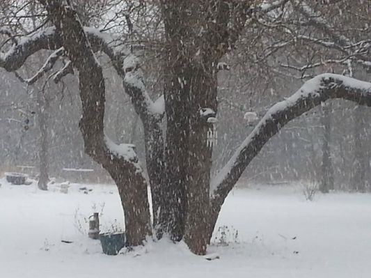 winter weather tree