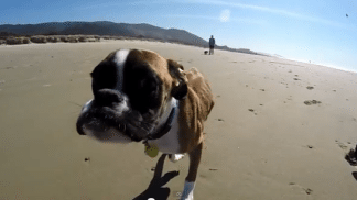 2-legged-dog-at-beach