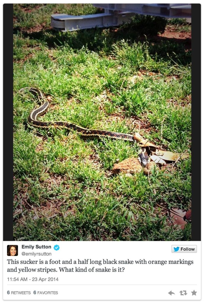 emily sutton snake