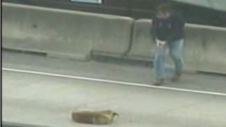 houston-man-rescues-dog-on-freeway