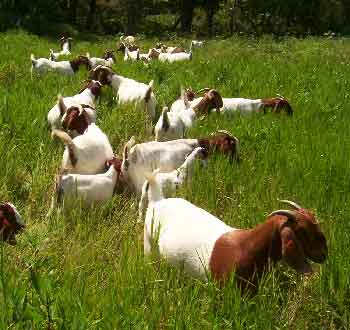 goats eating grass