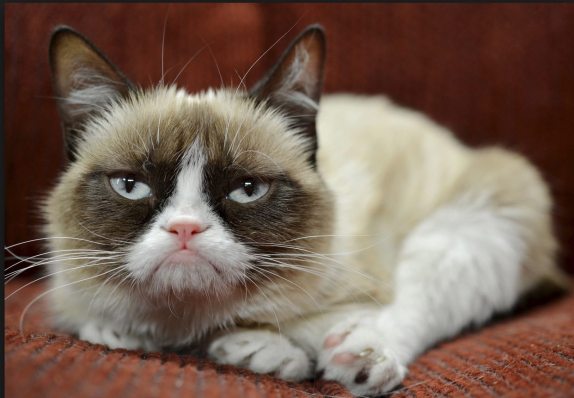grumpy cat