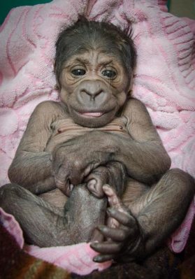 oklahoma-city-baby-gorilla