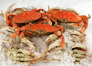 sc07-dungeness-crab