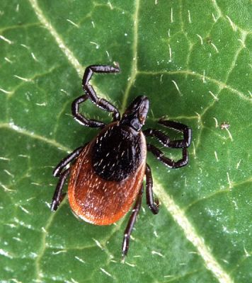 deer tick