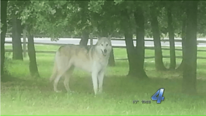 choctaw direwolf