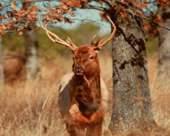 hollywood elk