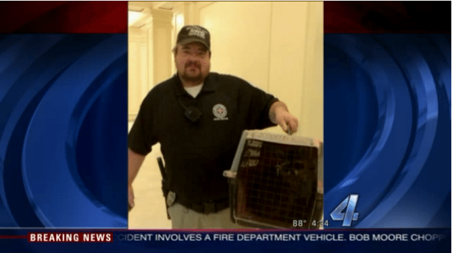 raccoons in the capitol