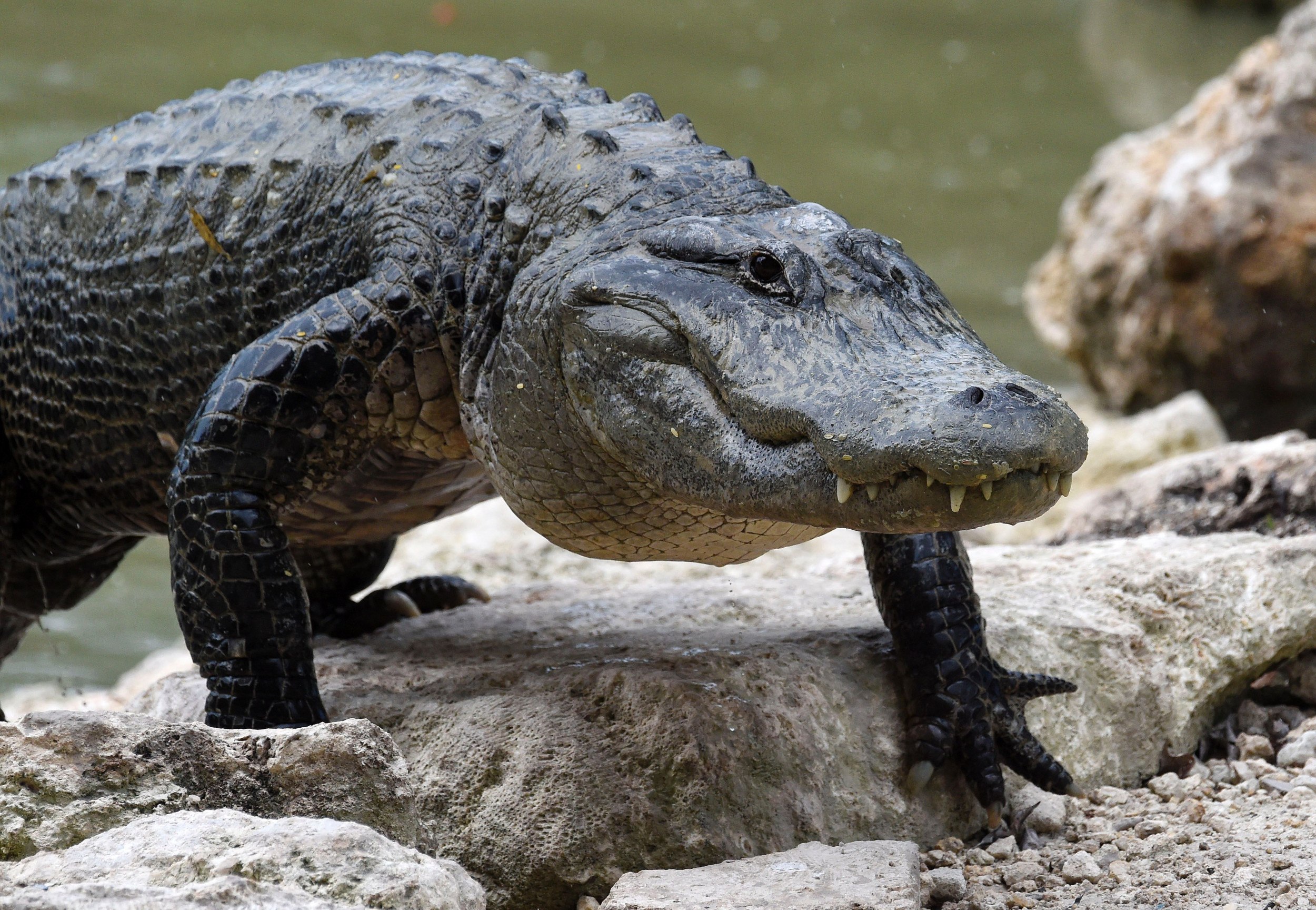 Sawgrass Mills Giant Alligator, Friendly greeter to one of …